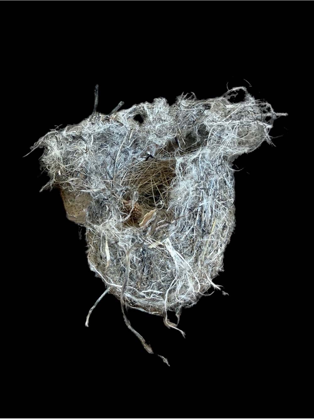 Oriole’s Bird Nest Found in Wild & Wonderful WV Natural Decor Crafts Decor